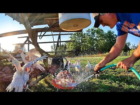 All Around the Farm