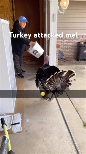 Getting attacked by a turkey! #turkeyseason #turkeyhunting #attack #repost