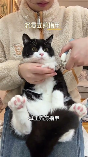 Little Cat's Bliss: A Heartwarming Tale of Love and Feline Joy PetLove KittyAdventures Cat