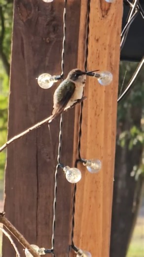 💜HUMMINGBIRD🍁FALL MIGRATION🍁 VIDEO OF THE DAY!🩷 I still have several feeding like crazy before migration. This adorable chubby one likes to guard a feeder. By Tracy Zurn, TX Sept 2025 | Hummingbird-News