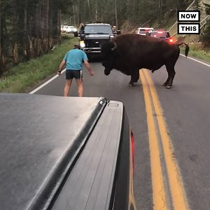 This man was arrested for harassing a wild bison at Yellowstone National Park | NowThis