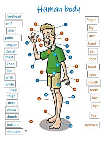 Human body online activity for Grade 9