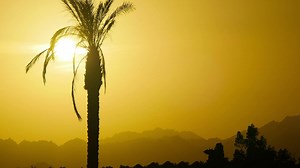 Silhouette of a palm tree at sunset - Free Stock Video