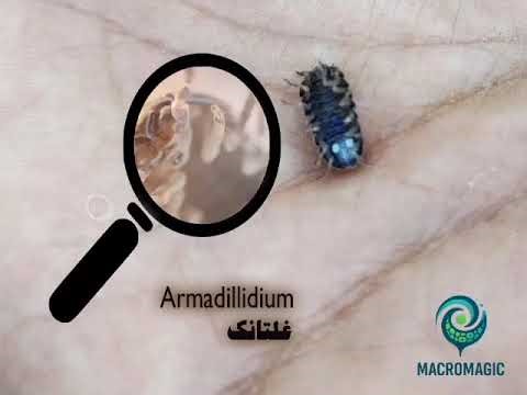 خرخاکی Armadillidiidae
