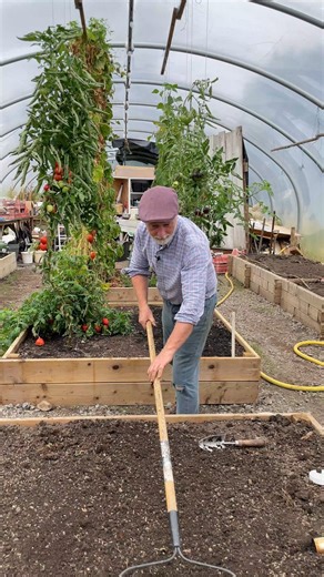🌱 Andrew's Top Tips for Planting Kale Seedlings for Winter. Late August/Early September & the kale seedlings are ready to be planted into the recently emptied beds. How does Andrew prepare the beds? Watering? Feeding? Plant spacing & more! #gardening #raisedbed #kaleseedlings #growyourown #soilhealth #soilprep #gardenlife #organicgardening #organicgrowing #sustainableliving #kale #growingkale #winterkale #wintervegetables #plantspacing #wintervegetablegarden #vegetablegarden #polytunnelgrowing 