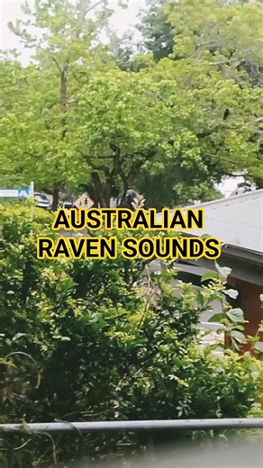 Australian raven calling out SO LOUD