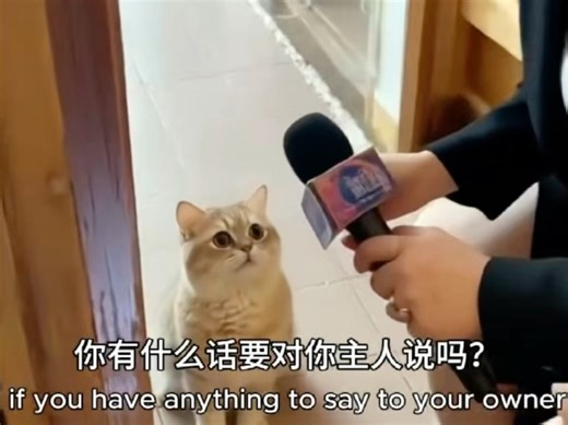 Ai宠物采访视频，看看你的宠物最想对你说的话