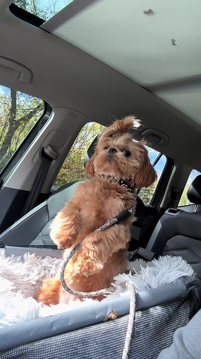 Understanding Your Shih Tzu's Unique Behavior