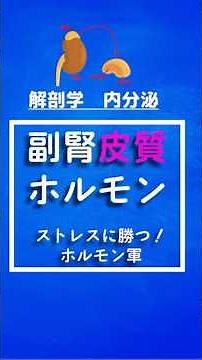 副腎皮質ホルモン