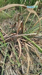 ¿Problemas de Fusarium en tu Caña de Azúcar? Te presentamos una alternativa para el control de Fusarium en Caña de Azúcar, alrededor de 2 años de pruebas realizadas en diferentes parcelas y productores, hemos llegado a concretar la aplicación de estos productos para su control y minimizar los efectos en el rendimiento de tu Caña de Azúcar #CañaDeAzúcar #Fusarium #Agricultural #Veracruz | Fyngsa Caña de Azúcar