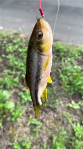 Checking out Pale Chub on today's fishing trip 🧐 #nmax125