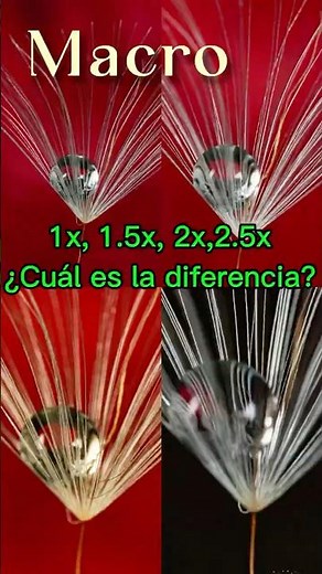 Comparativa entre los diferentes aumentos en fotografía macro. #macrofotografia