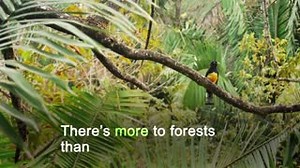 43 reactions · 25 shares | FSC work to take care of our forests and those who rely on them: by protecting plant and animal species, Indigenous Peoples rights, forest workers safety and much more. We are celebrating our 8th Members meeting, the FSC General Assembly this week. So we wanted to share with you, how FSC stands for wildlife  | Forest Stewardship Council (FSC) | Facebook