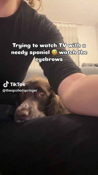 Choosing the Perfect Spot for Your Springer Spaniel