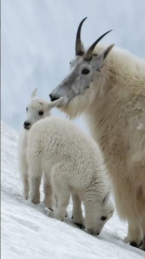 Mountain goats survive where few others can. #goat #mountaingoat #naturepbs #animals #pbs