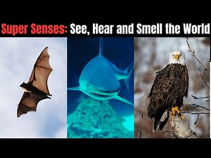Animal Super Senses: How They See, Hear and Smell the World