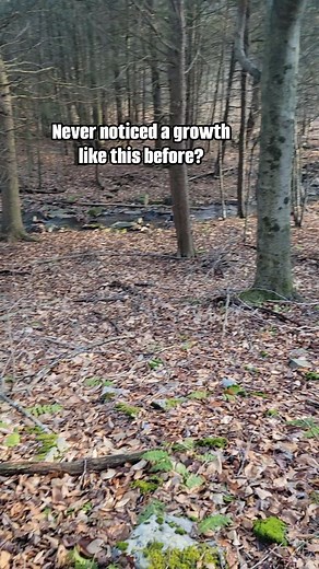 29 reactions · 4 comments | Surely this means something, haha. #Dripfishcoffee #coffee #trees #forests #wildlife #nature #pennsylvania | Dripfish Coffee | Facebook