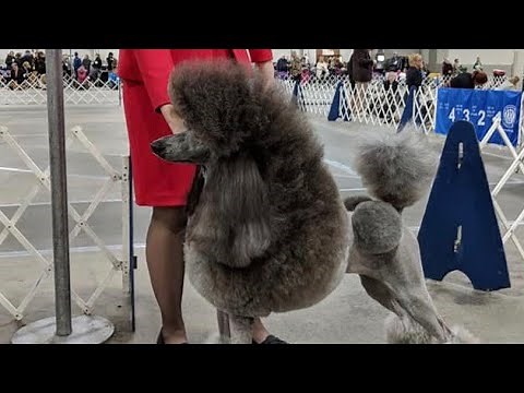The Poodle Continental