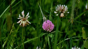 Butterfly, White, Pieridae. Free Stock Video