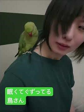 眠くてぐずってる鳥さん #インコ #あーさーかわいいっ #ワカケホンセイインコ #birds