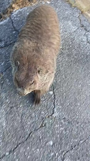 #Ranch #Doritos #Fyp #Viral #GroundhogFromTheHood | groundhog