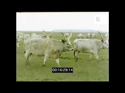 Farming and Rural Life in Eastern Europe, 1970s Hungary, HD