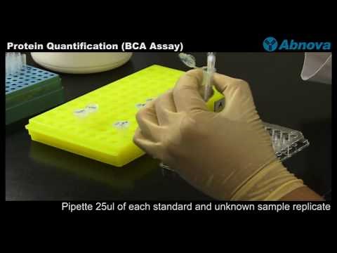 Protein Quantification (BCA Assay)