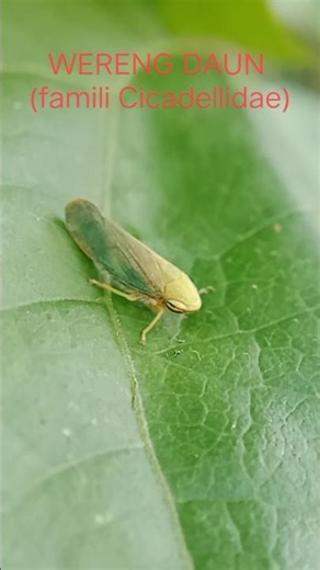 EXPLORE WERENG DAUN (famili Cicadellidae) HAMA TANAMAN #explore #insects #shorts #nature #wereng