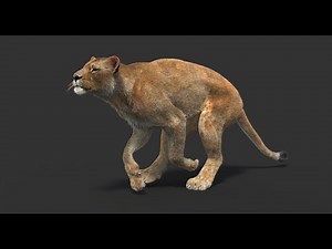 Realistic Lioness 3D Model & Animation with Fur | PROmax3D