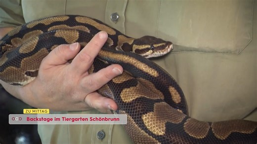 Backstage in Schönbrunn: Auf Tuchfühlung mit Königspython