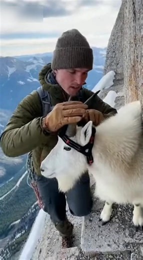 Goat With a Camera Climbs a Dangerous Cliff – Insane View From the Edge!Hashtags:#GoatCamera