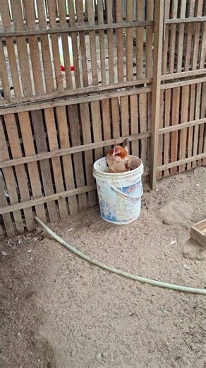 Process of a chicken laying eggs#chicken #shortvideo #viralvideo #trending