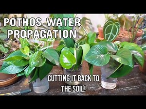 CUTTING UP MY LARGE POTHOS | Propagating Pothos In Water #pothos #houseplants #waterpropagation