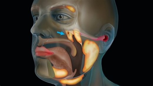 Scientists find new organ in the human body