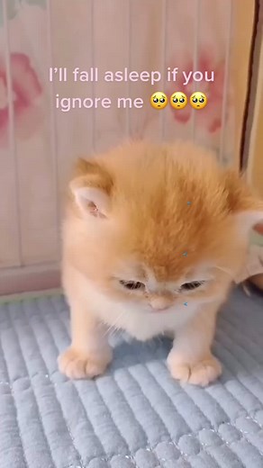 Adorable Cats Falling Asleep on Camera