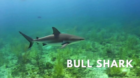 The Mightiest Sharks Dominating the World’s Oceans