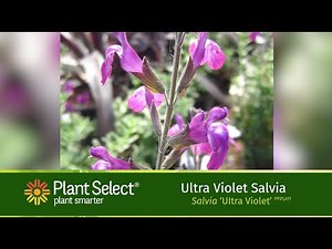 Ultra Violet Salvia: Purple Western Sage