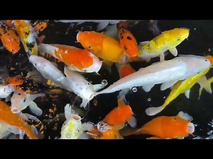 How to Remove Organic Matter from Your Koi Pond