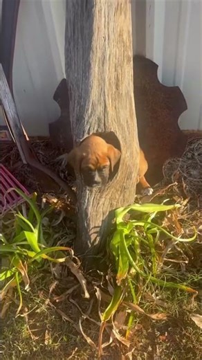 Boxer Puppy Gets Head Stuck in Hollow Log and Whimpers