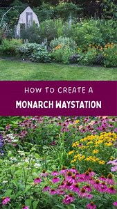 Ever thought about helping Monarch Butterflies? 🦋 Your yard can make a difference! Tap the link below to learn more about planting a Monarch Waystation in your yard. https://ow.ly/YNzv50VMbG3 #Monarch #MonarchWaystation #ButterflyGarden | American Meadows