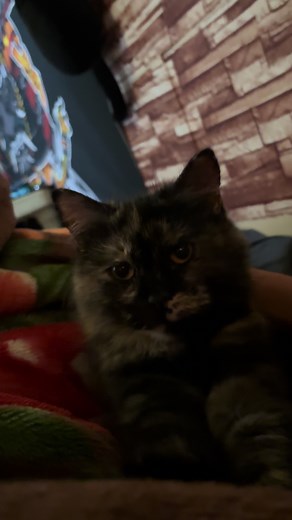Fuji Chan on TikTok