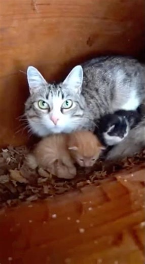 Mother cat and kittens rescued from snow #cat #rescue #help #snow