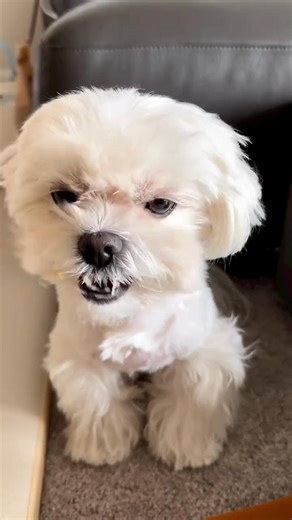 2.3K views · 287 reactions | ✨ Meet this adorable Maltese puppy...