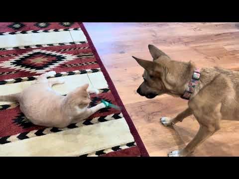 Lazy fat cat and dog play together