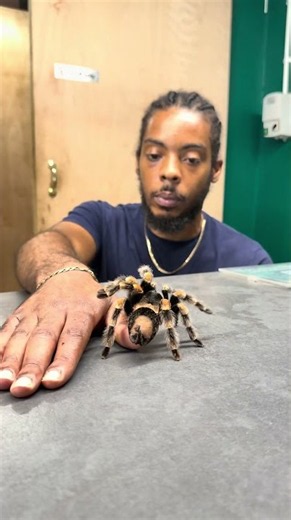 Mexican red-knee tarantulas are friendly 🕷️ 👍 @bugzuk7627 #science #biology #experiment