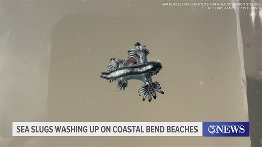 Beware of the small blue sea slugs on Coastal Bend beaches