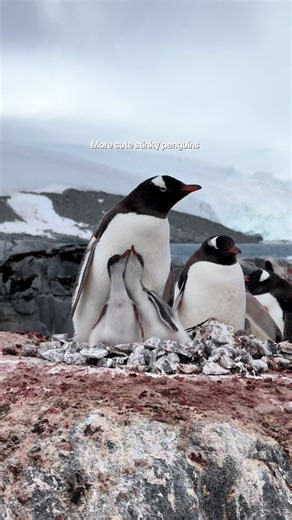 😂😂 the cutest stinkiest things you’ve ever seen!!! These are Gentoo penguins of Antarctica 🥹❤️ #penguin #antarctica #birdsoftiktok