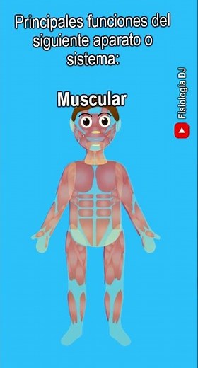 Aparatos y sistemas del cuerpo humano | ¿Cuales son las funciones del sistema muscular?
