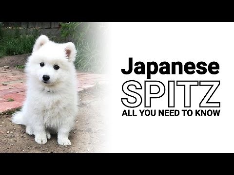 Japanese Spitz Dogs 🗾 History of the Breed and Traits that Make this Dog a Great Companion