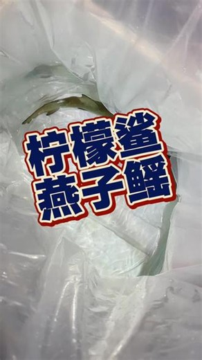 柠檬鲨，燕子鳐#柠檬鲨 #燕子鳐 #养鱼人老杨